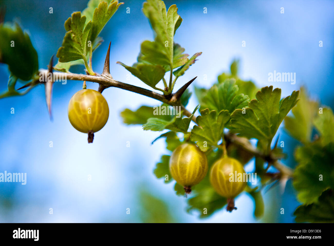 Un gooseberry bush, Oland, Svezia. Foto Stock