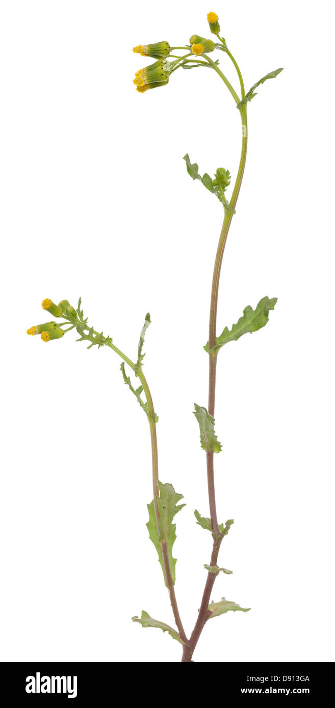 Piccolo fiore giallo (Senecio vulgaris) su bianco Foto Stock