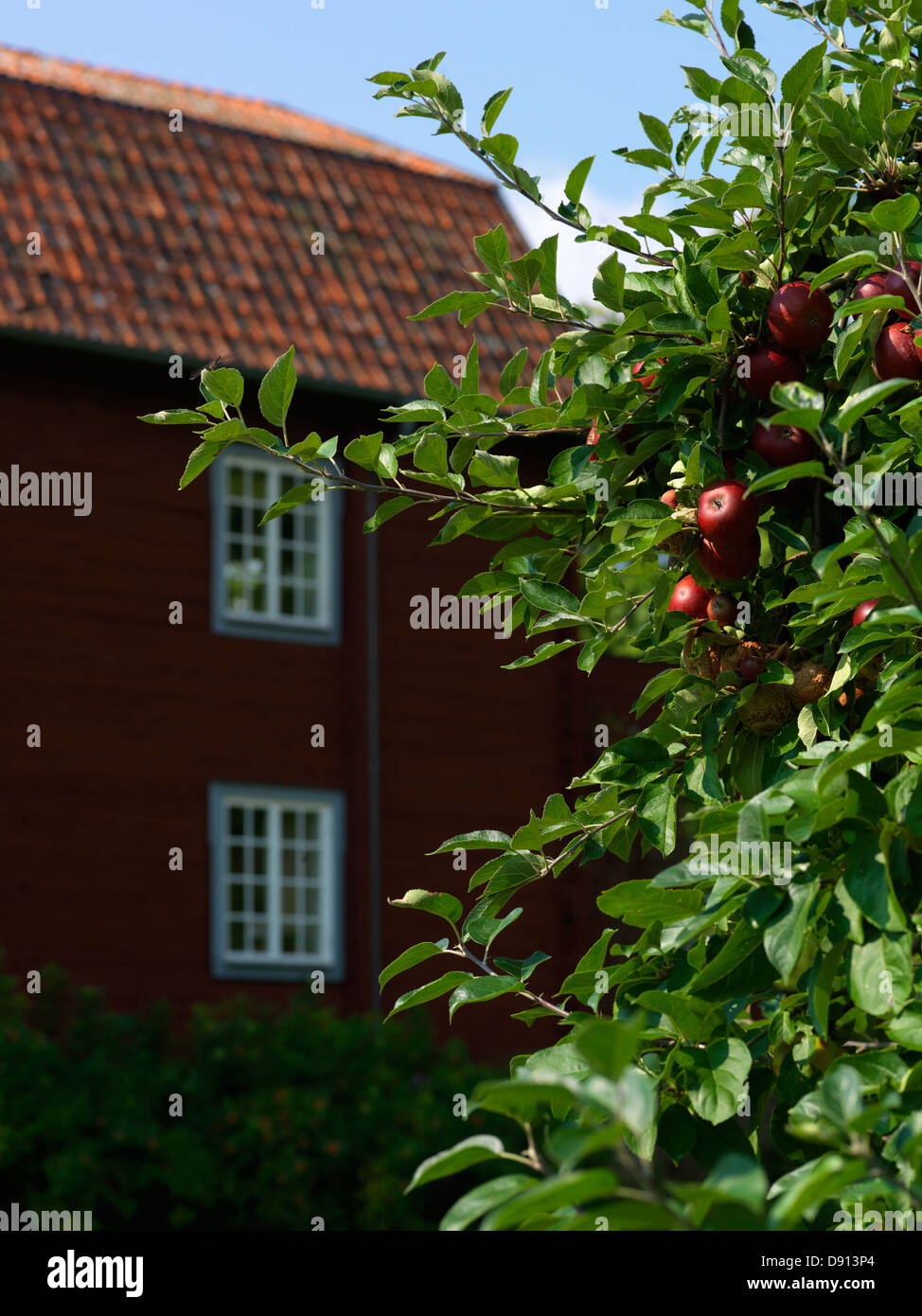 Il melo e una casa rossa, Svezia. Foto Stock