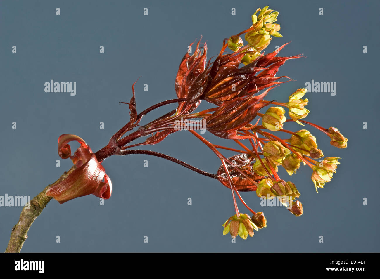 Fiori e molto giovani foglie di una pianta ornamentale red lasciava in acero, Acer plantanoides, Crimson King in primavera Foto Stock