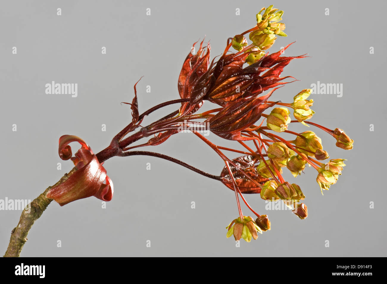 Fiori e molto giovani foglie di una pianta ornamentale red lasciava in acero, Acer plantanoides, Crimson King in primavera Foto Stock