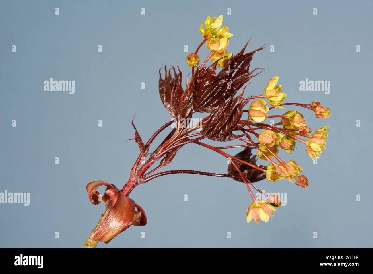 Fiori e molto giovani foglie di una pianta ornamentale red lasciava in acero, Acer plantanoides, Crimson King in primavera Foto Stock