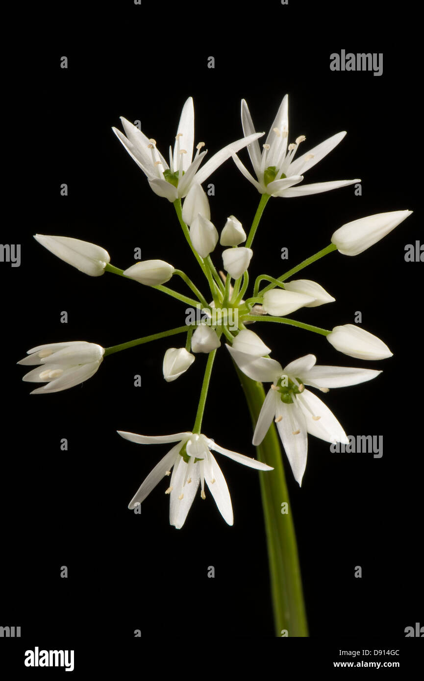 Aglio selvatico o ramsons, Allium ursinum, fiore bianco e broccoli Foto Stock