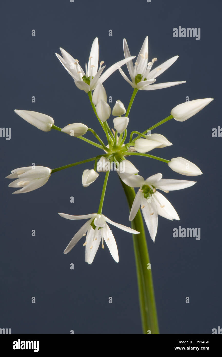 Aglio selvatico o ramsons, Allium ursinum, fiore bianco e broccoli Foto Stock
