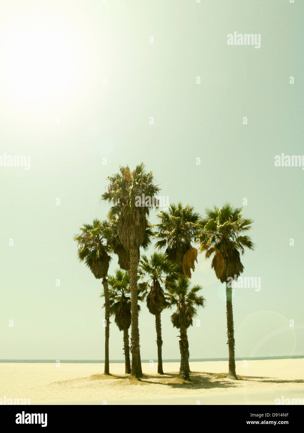 Le palme sulla spiaggia. Foto Stock