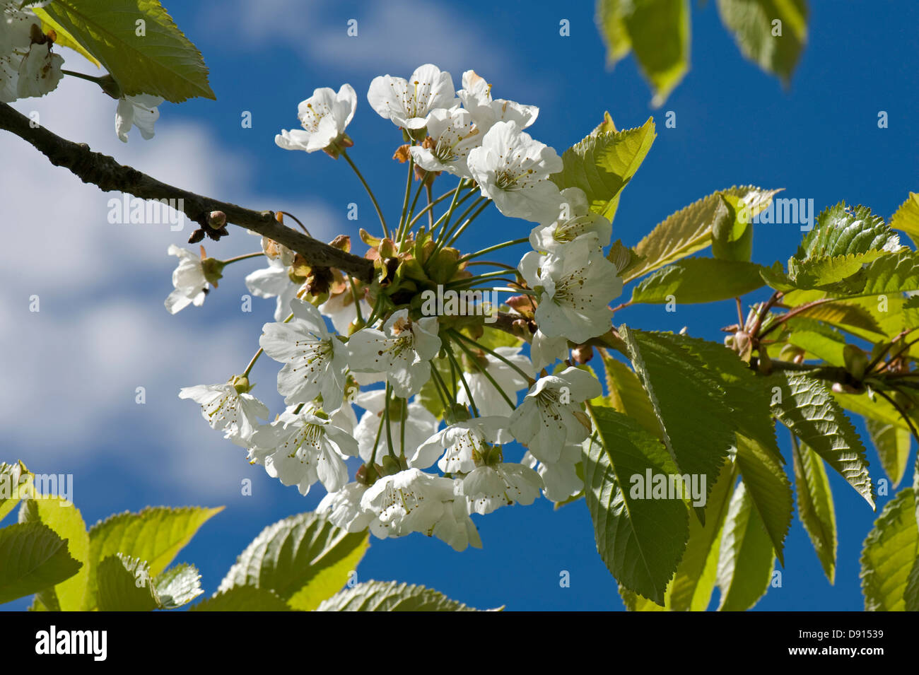 La fioritura dei ciliegi in Primavera con foglie giovani contro un cielo blu con la nuvola bianca Foto Stock
