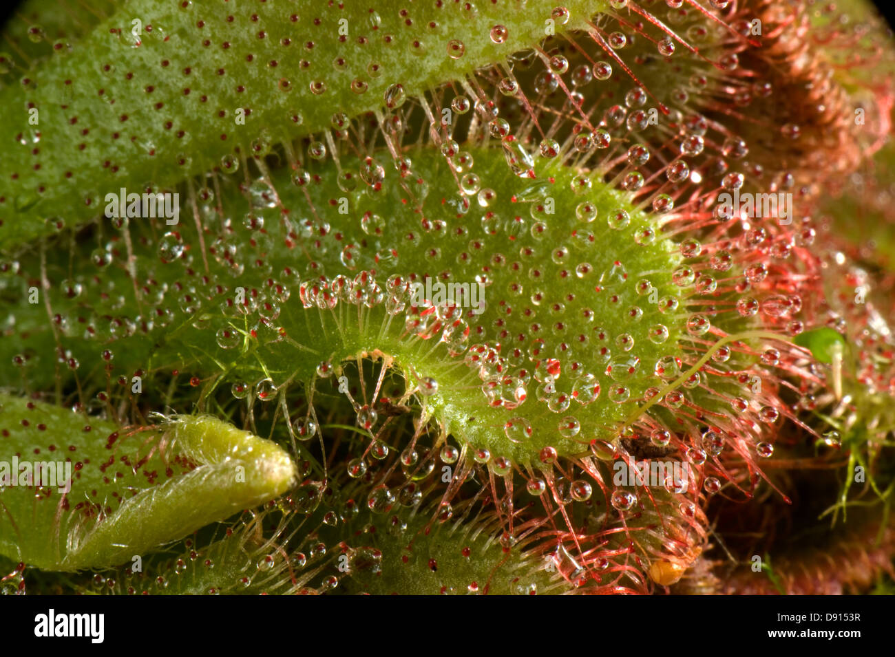 Insettivori foglie e foglia appiccicoso capelli di un sundew, Drosera aliciae, Foto Stock