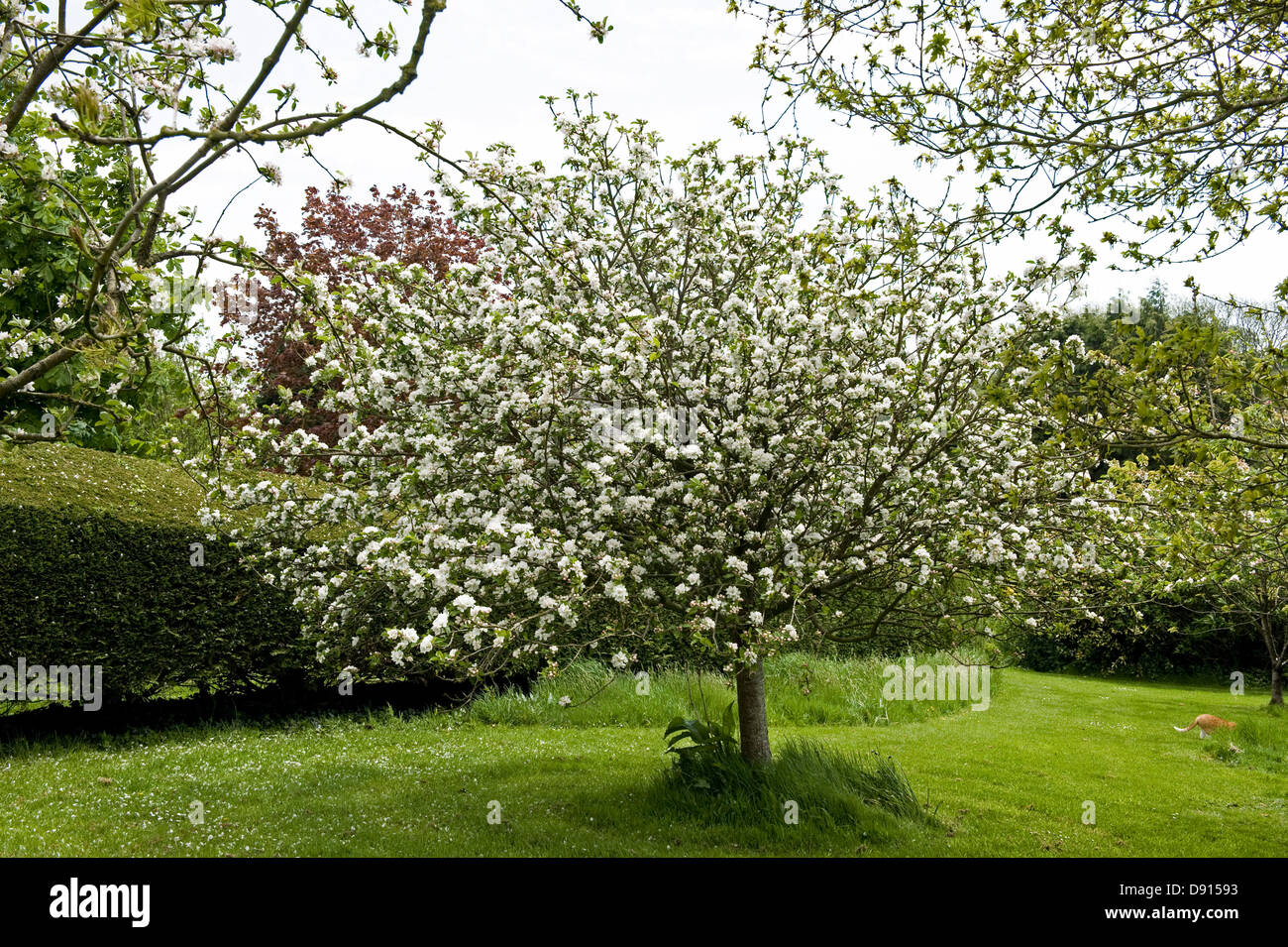 Un albero di mele varietà scoperta in pieno fiore di un giardino di primavera Foto Stock