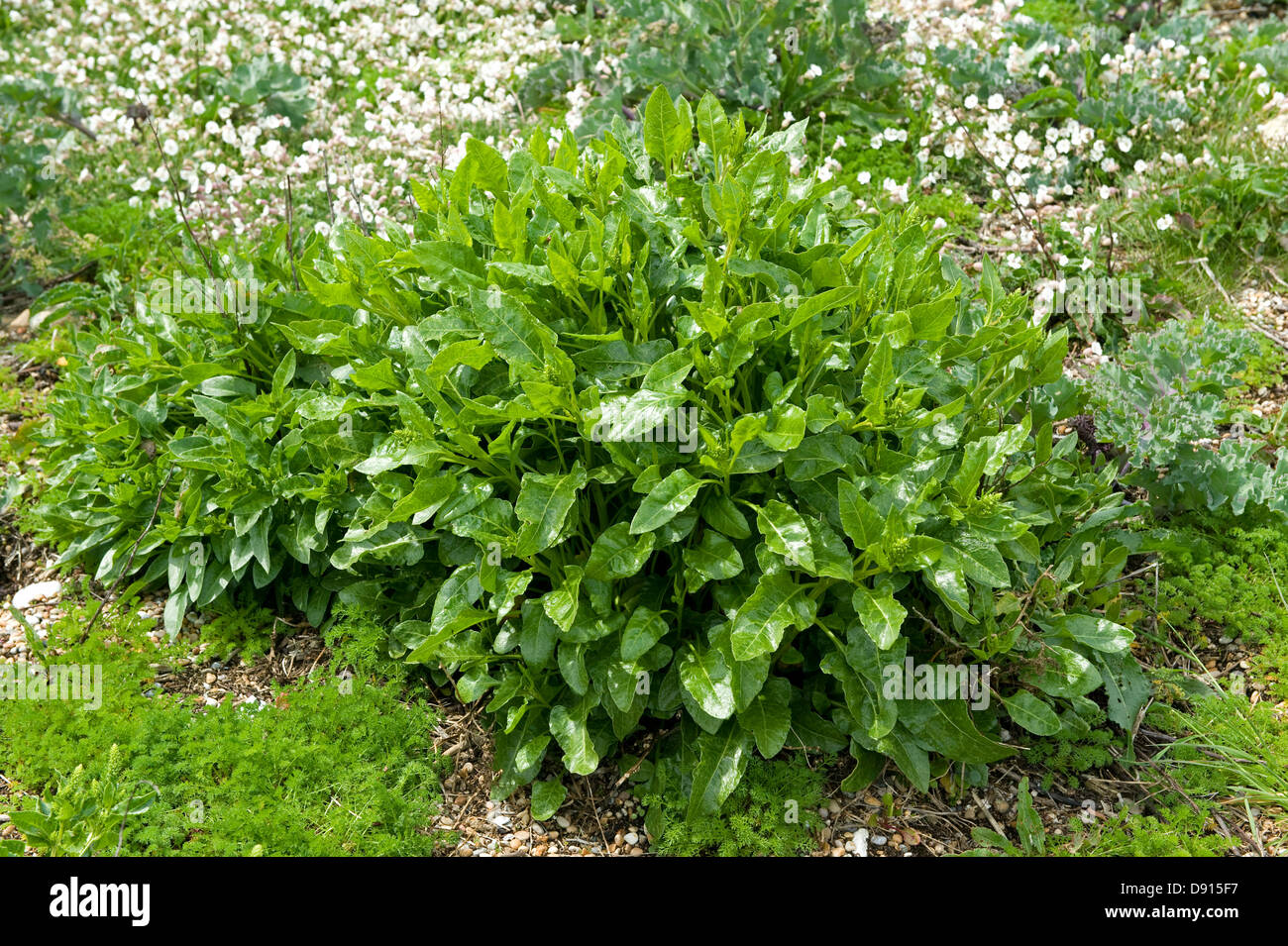 Mare di barbabietola, Beta vulgaris ssp maritima, impianti sulla ghiaia a Chesil Beach in Dorset Foto Stock