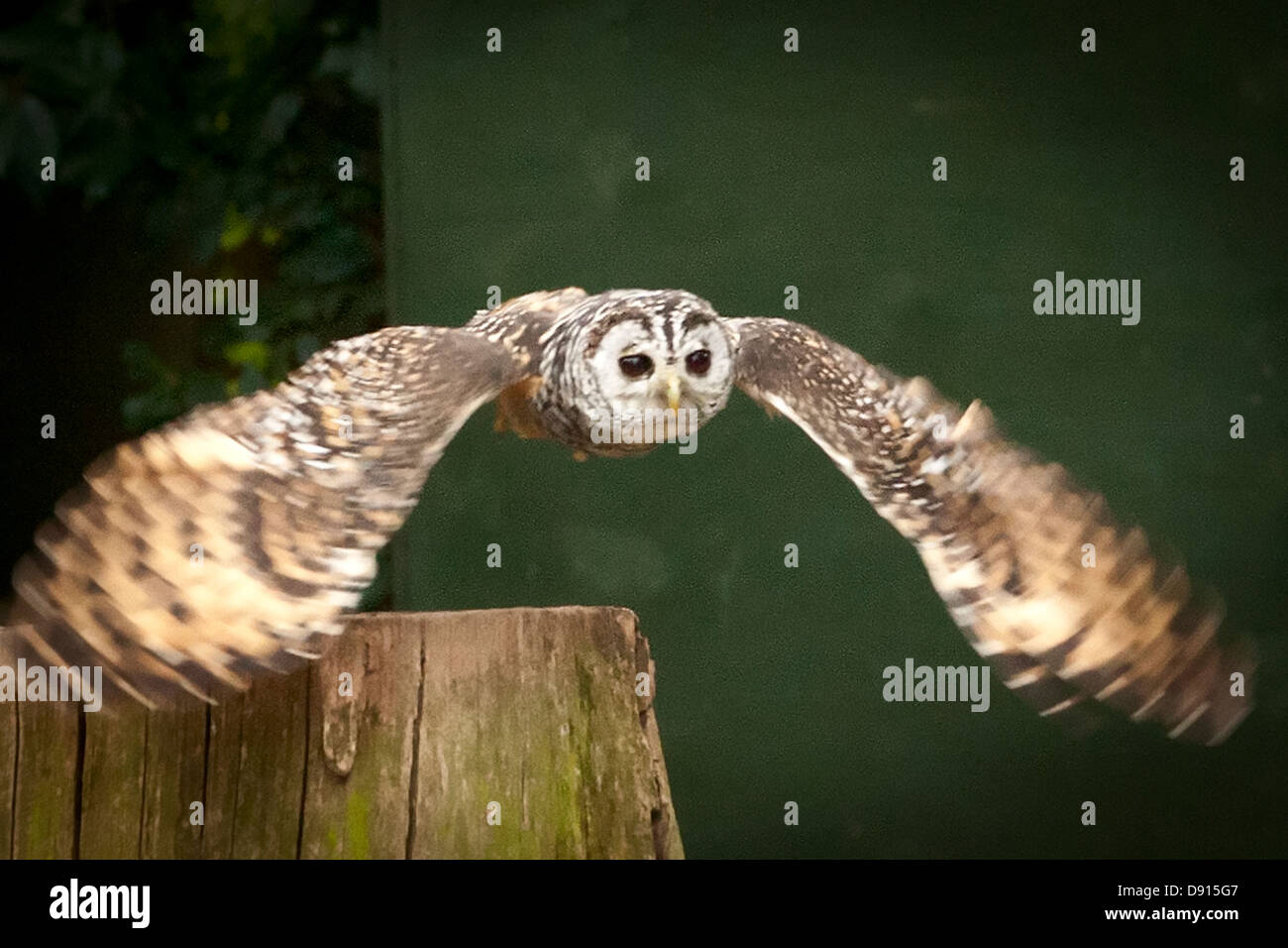 Chaco owl, Strix chacoensis, in volo, Bird Conservation Farm, Regno Unito Foto Stock