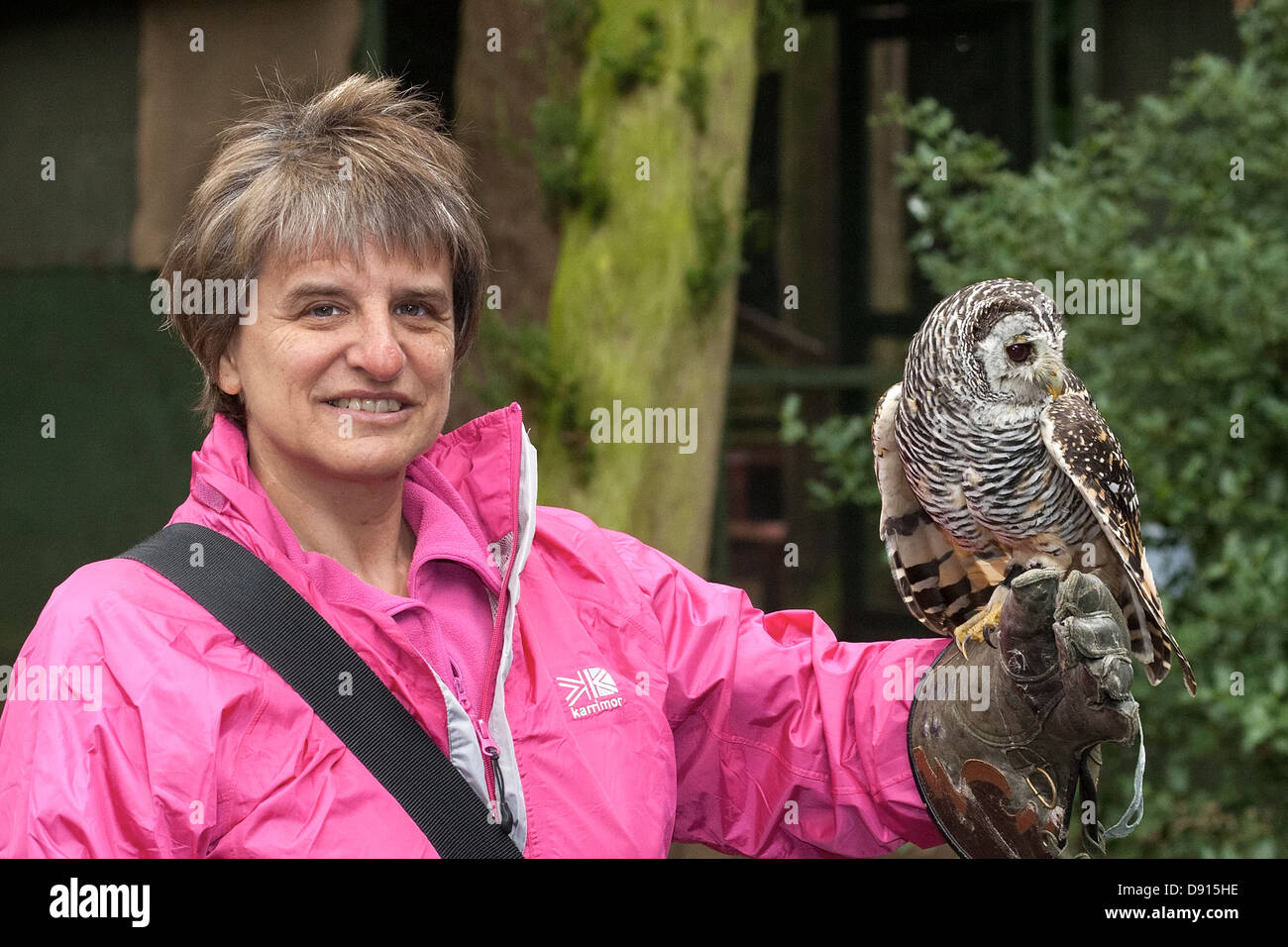 Argentino Chaco gufo, Strix chacoensis, gufo poggiante su braccio della donna, Bird Conservation Farm, Regno Unito Foto Stock