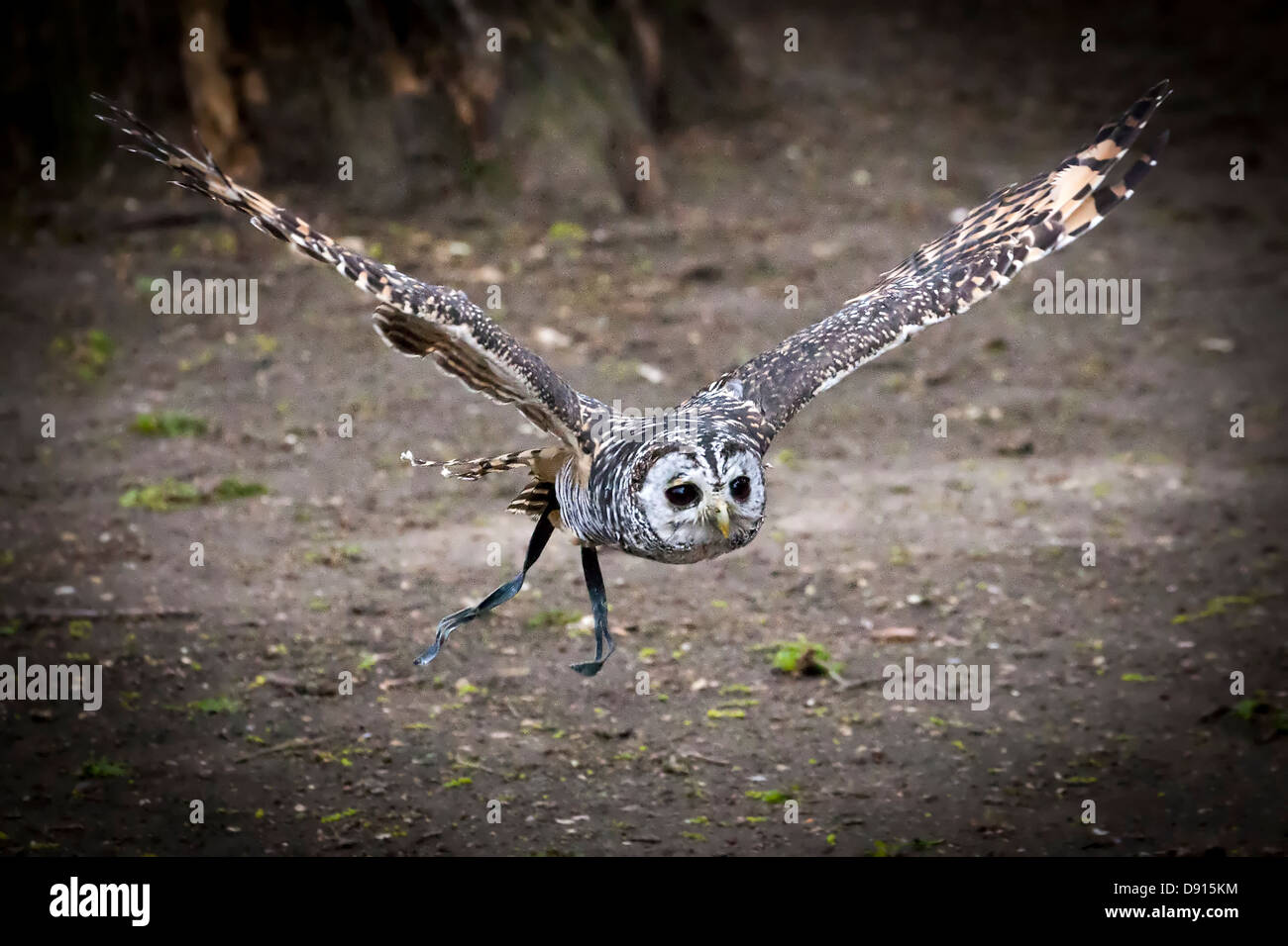 Chaco owl, Strix chacoensis, in volo, Bird Conservation Farm, Regno Unito Foto Stock