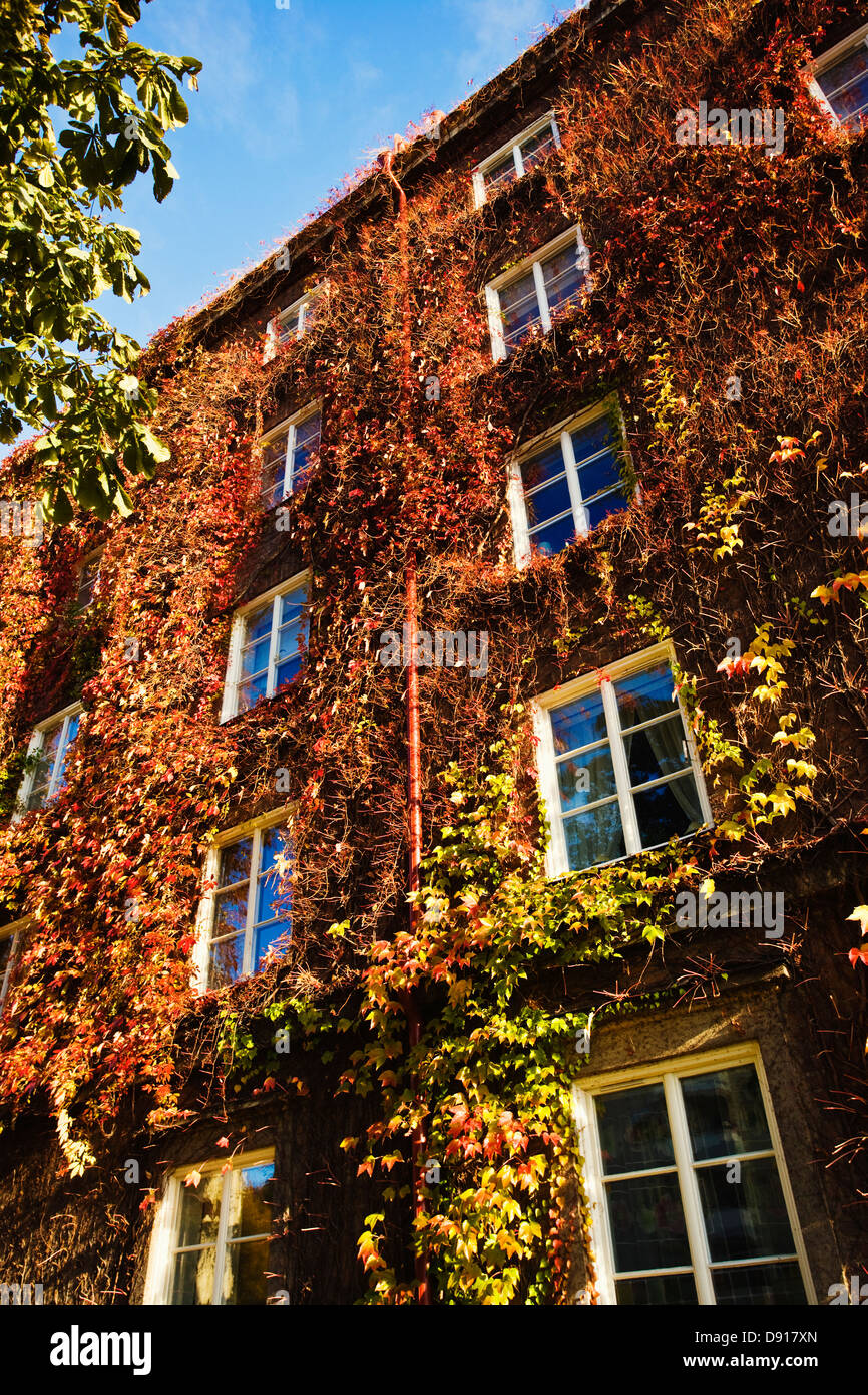 Piante rampicanti su un edificio, Stoccolma, Svezia. Foto Stock