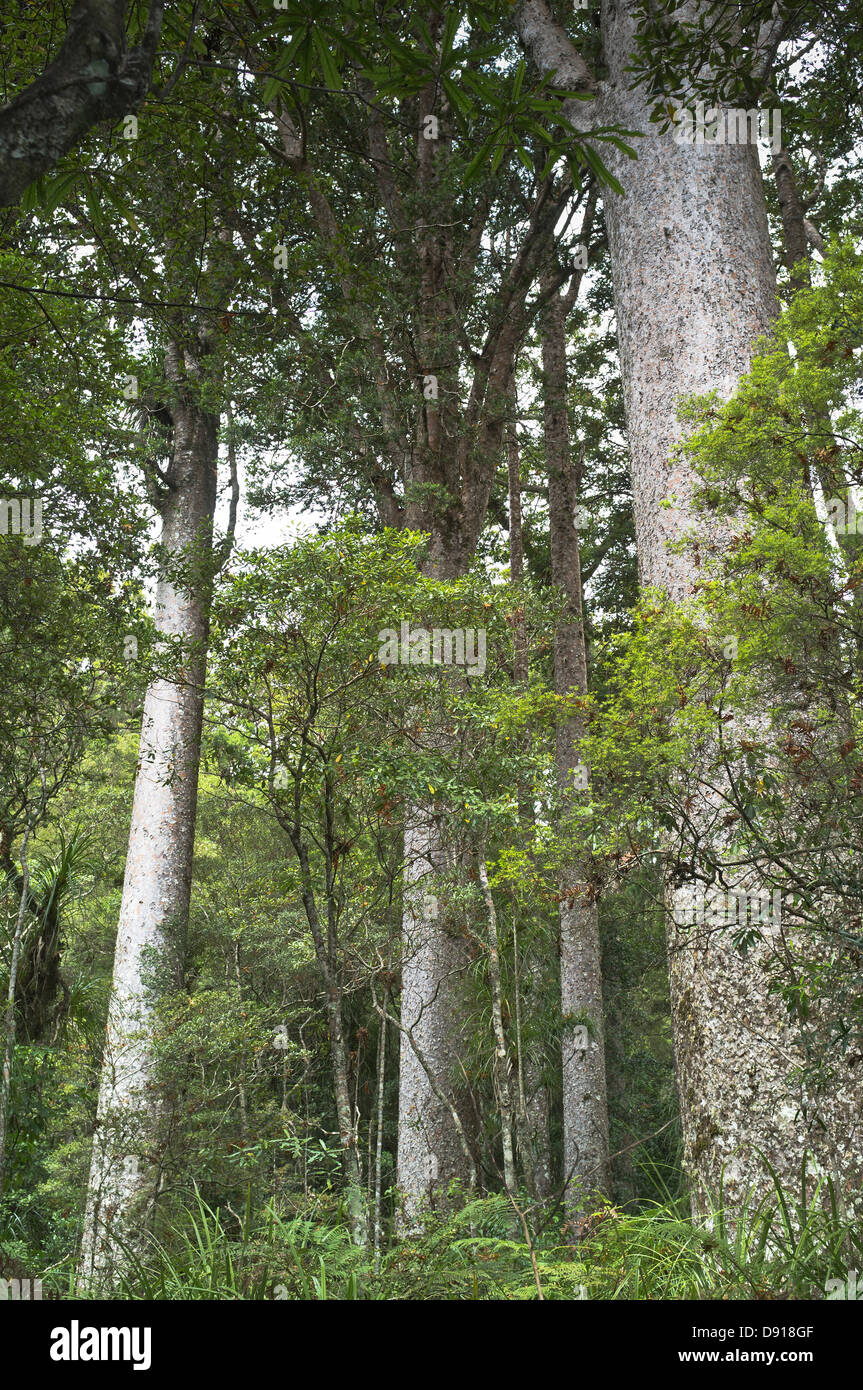 Dh riserva Manginangina NORTHLAND NUOVA ZELANDA Manginangina Kauri a piedi Kauri alberi forestali Foto Stock