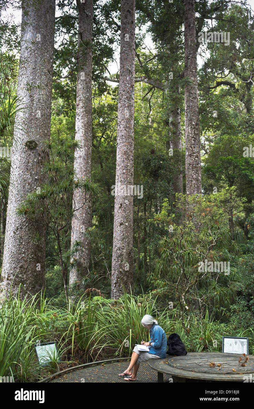 Dh riserva Manginangina NORTHLAND NUOVA ZELANDA Donna Manginangina turistica Kauri a piedi Kauri alberi forestali Foto Stock