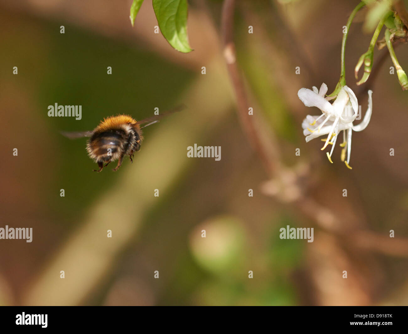 Carda Bumblebee in volo Foto Stock