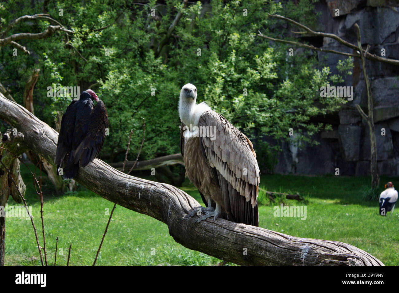 Vulture e condor Foto Stock