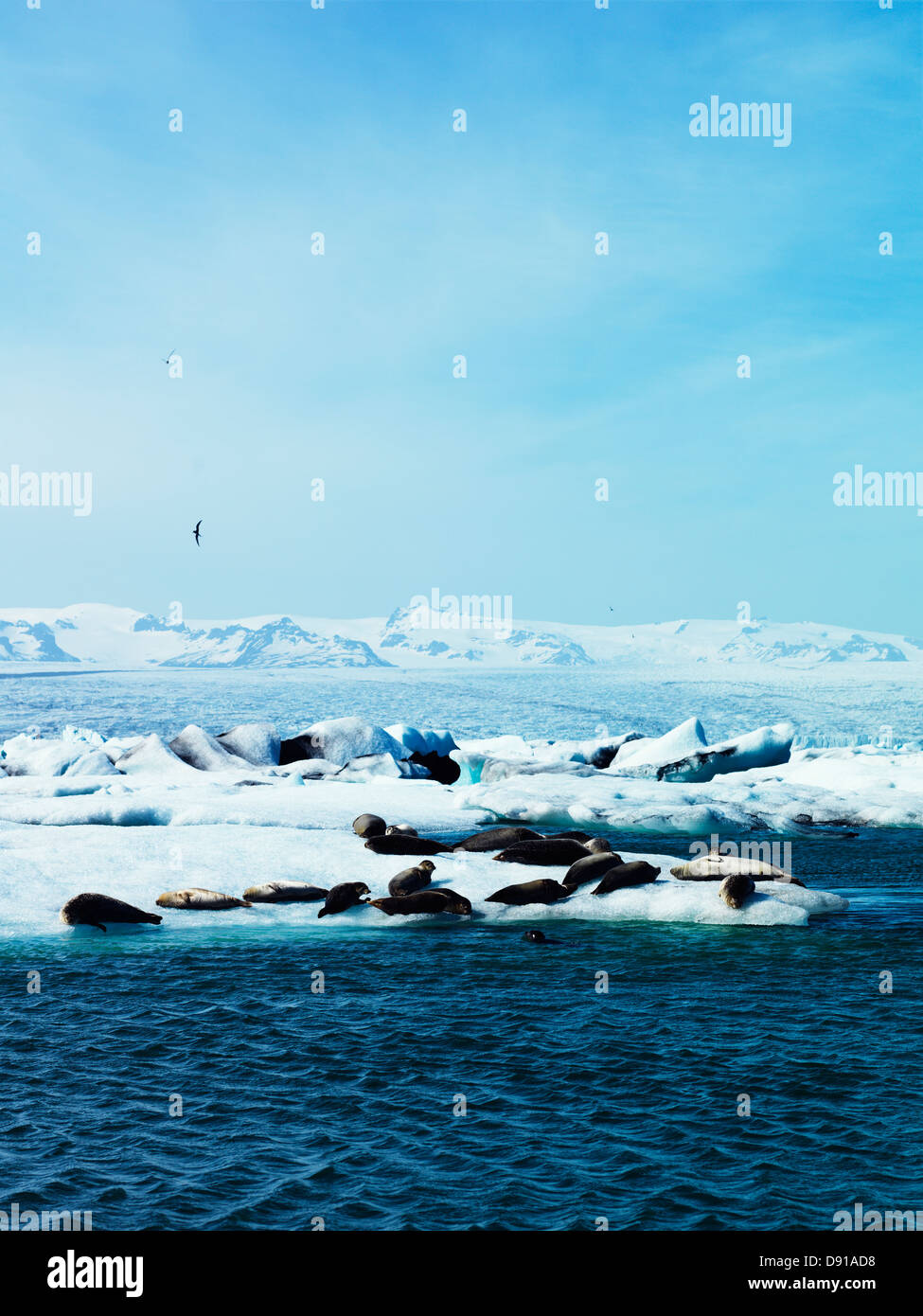 Guarnizioni di tenuta su ghiaccio floe, Islanda. Foto Stock