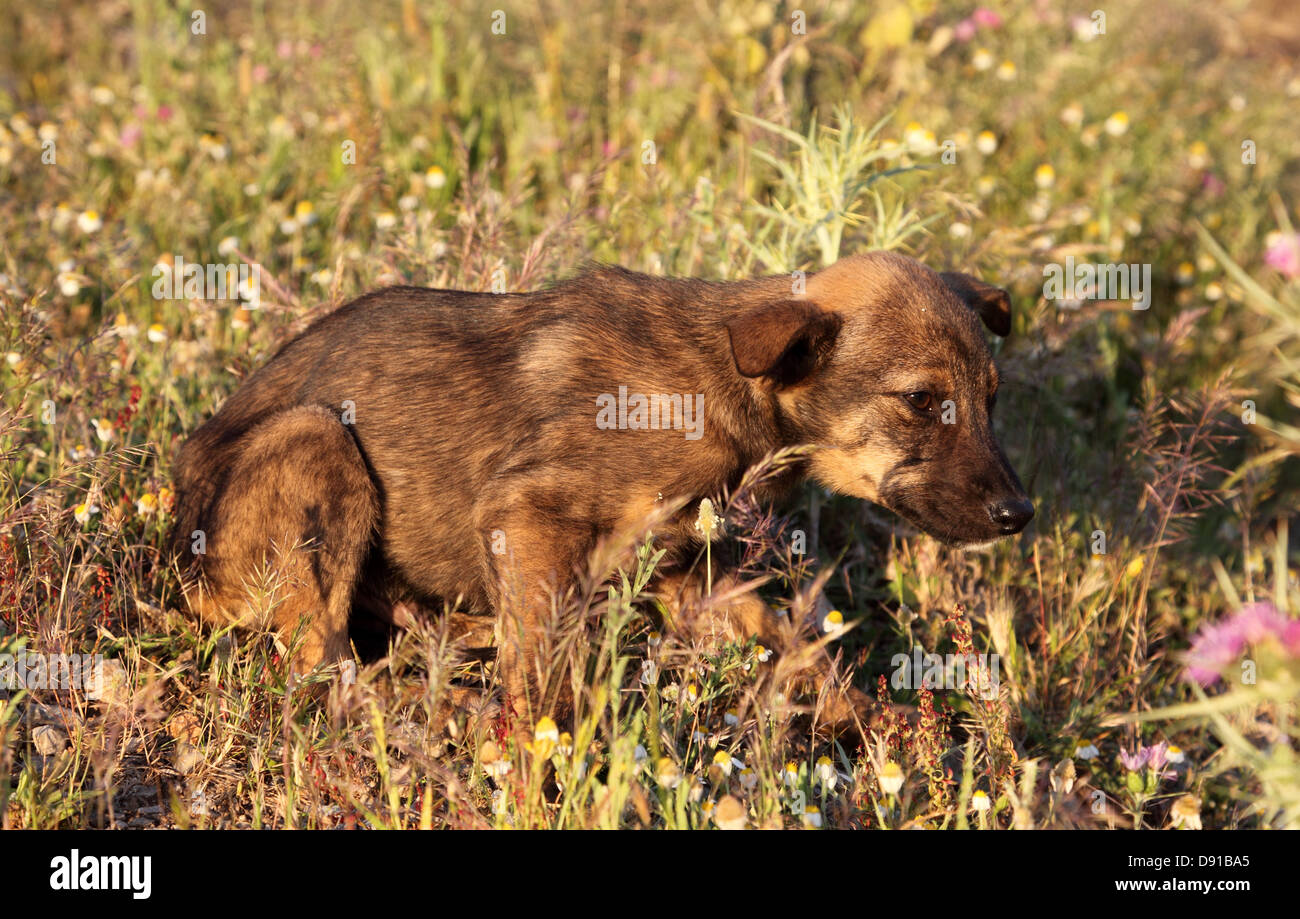 Ansiosi cucciolo su un prato Foto Stock