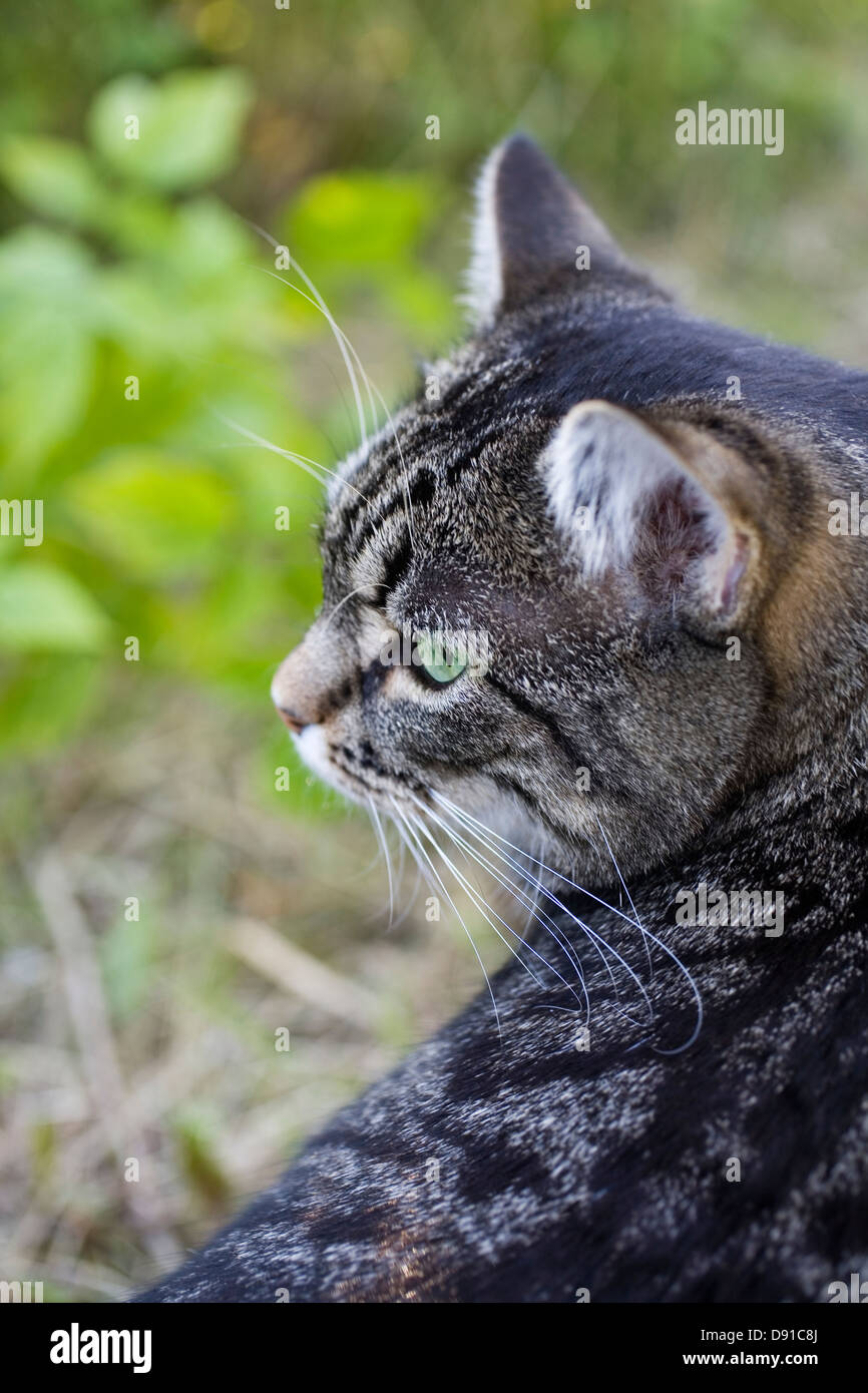 Un gatto, close-up, Svezia. Foto Stock