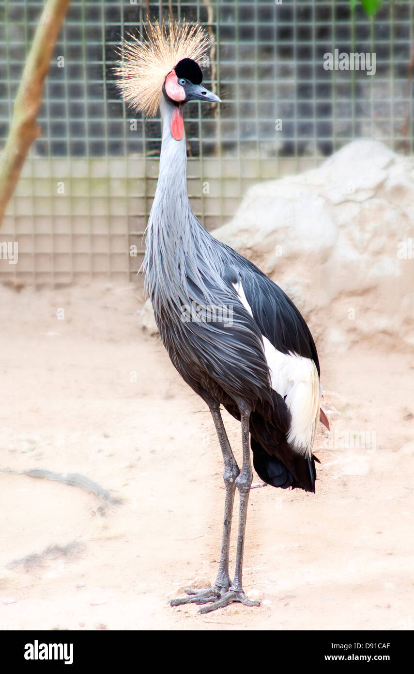 Bellissima natura uccelli zoo. Cose da fare in Chiang Mai Thailandia Foto Stock
