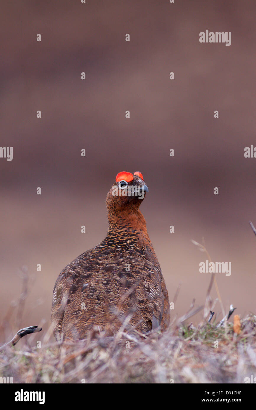 Maschio di gallo forcello rosso (Lagopus lagopus scotica), Monti Monadhliath, Scotland, Regno Unito Foto Stock