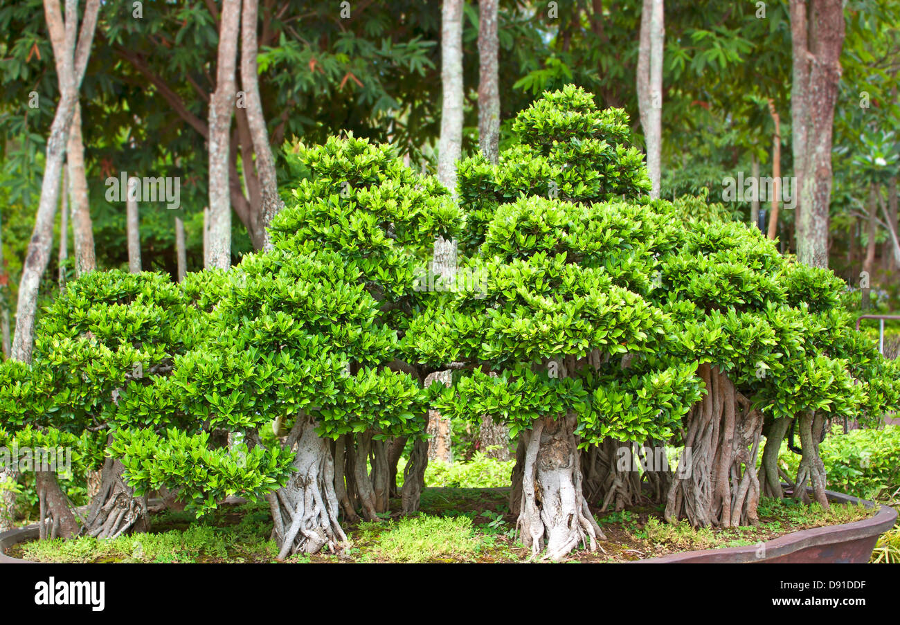 Alberi di Bonsai, piccoli arbusti e piante verdi in vaso. Foto Stock