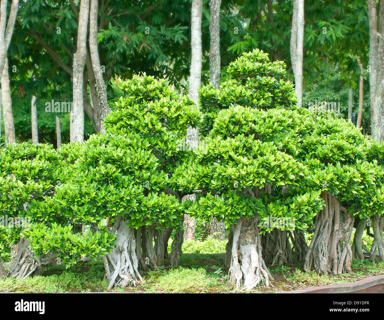 Alberi di Bonsai, piccoli arbusti e piante verdi in vaso. Foto Stock