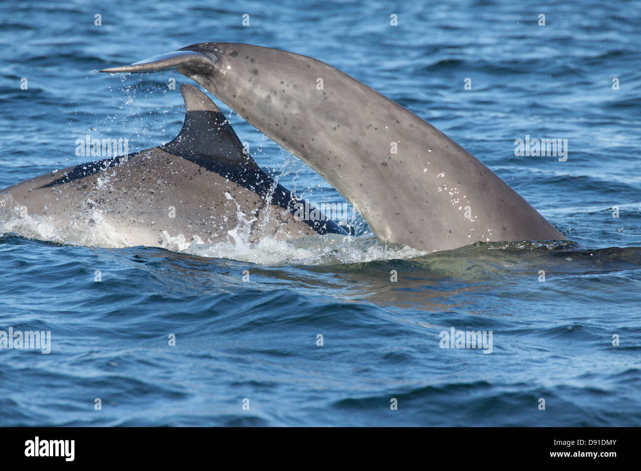 I delfini (tursiops truncatus), Moray Firth, Scotland, Regno Unito Foto Stock