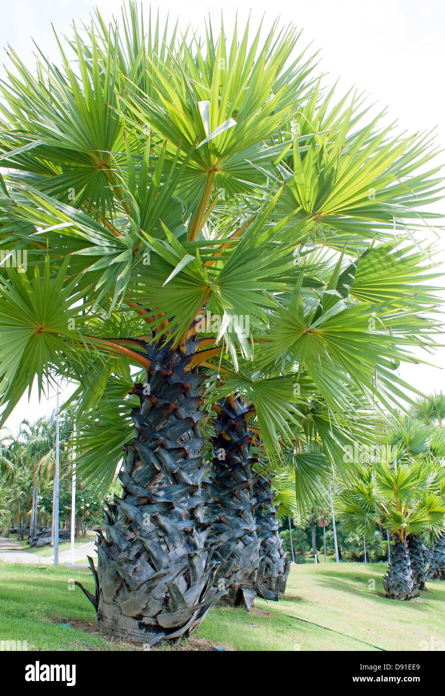 Giardino Sugar Palm tree e cielo bianco. Foto Stock