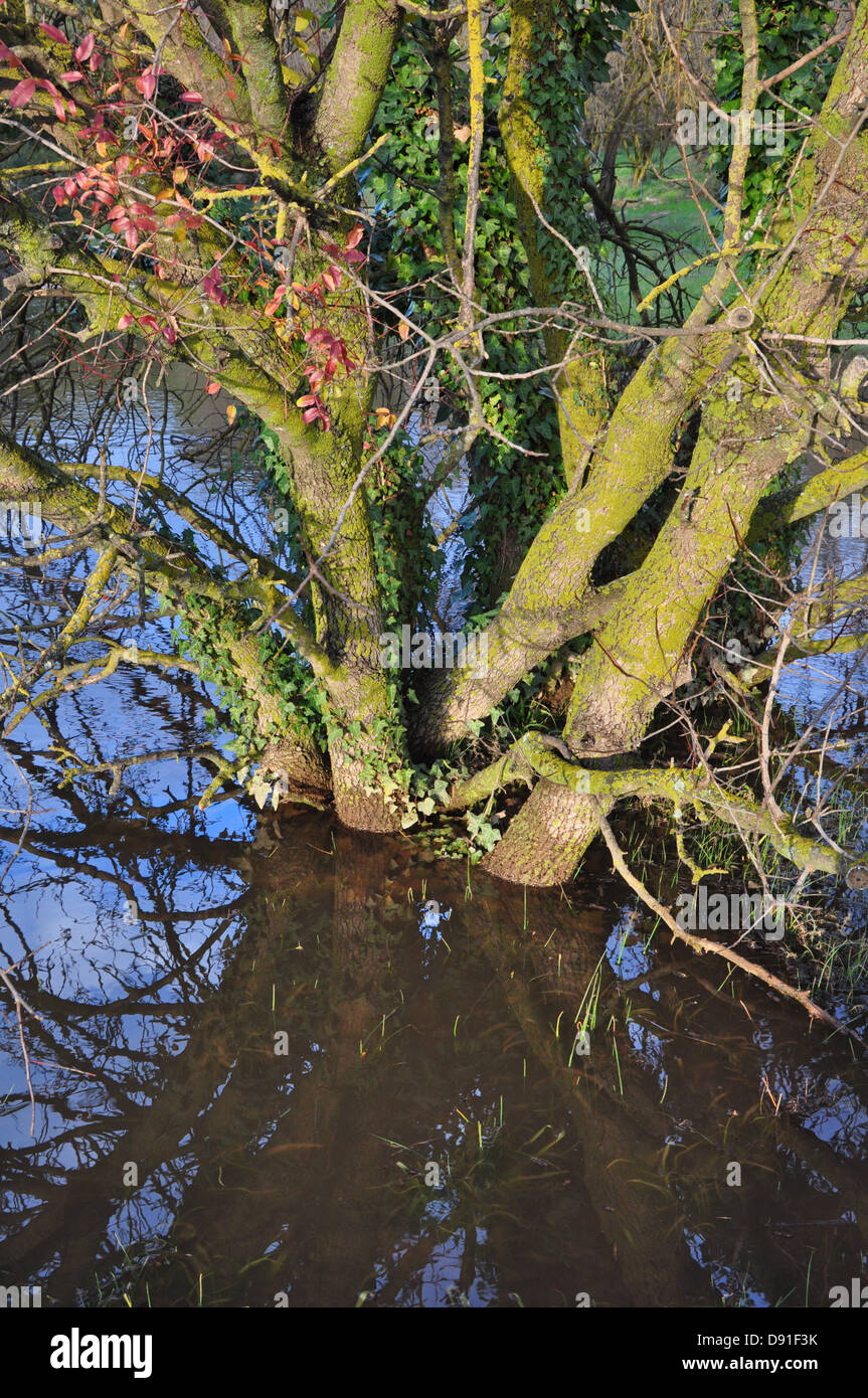 Tronco di albero sommerso in acqua dopo la pioggia. La natura astratta. Foto Stock