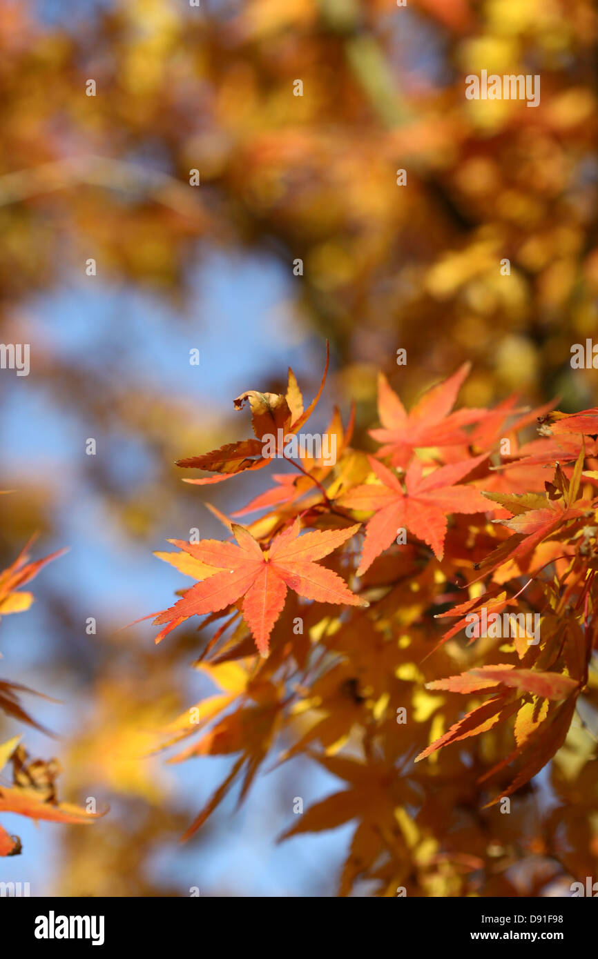 Belle Foglie di autunno in contrasto con un luminoso cielo blu Foto Stock