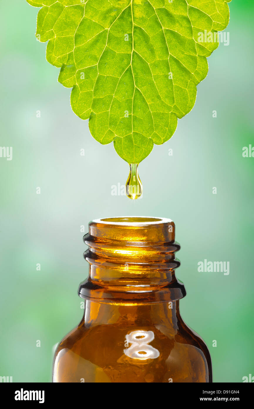 Il fluido scende da foglia come simbolo per alternative medicine a base di erbe Foto Stock