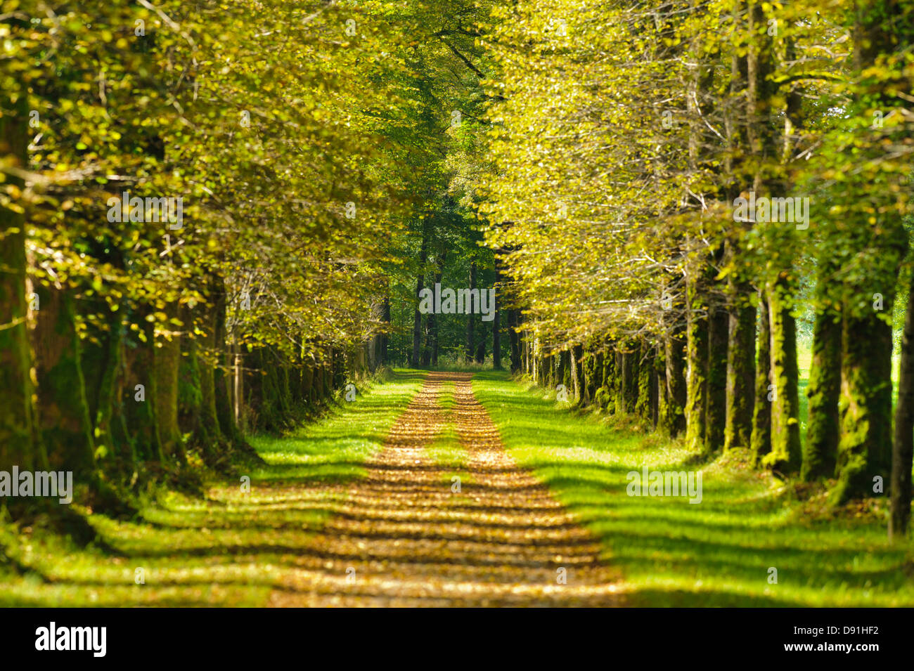 Vicolo di albero con la passerella a molla Foto Stock