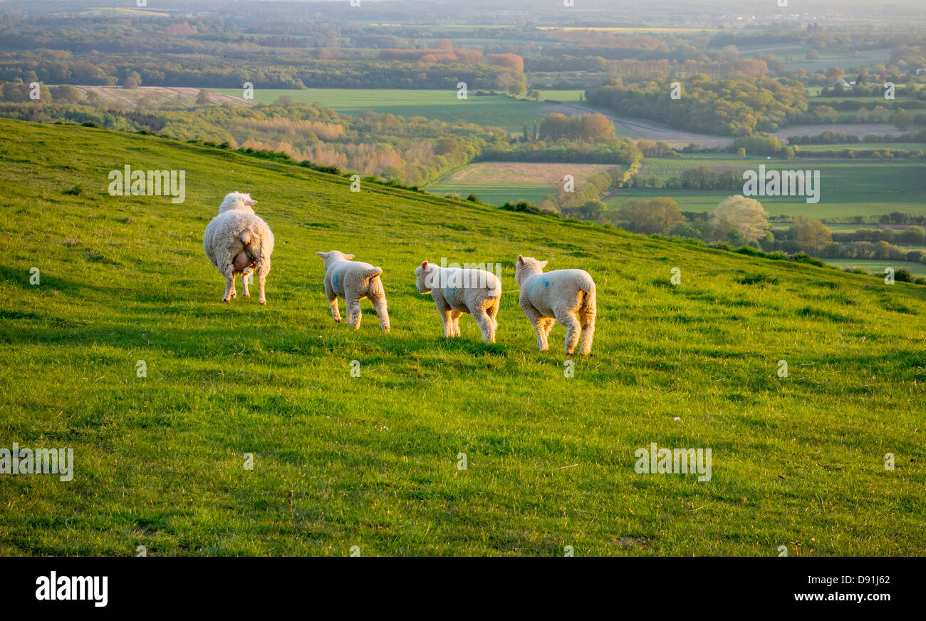 Pecora e agnelli tramonto North Downs Wye Kent Foto Stock