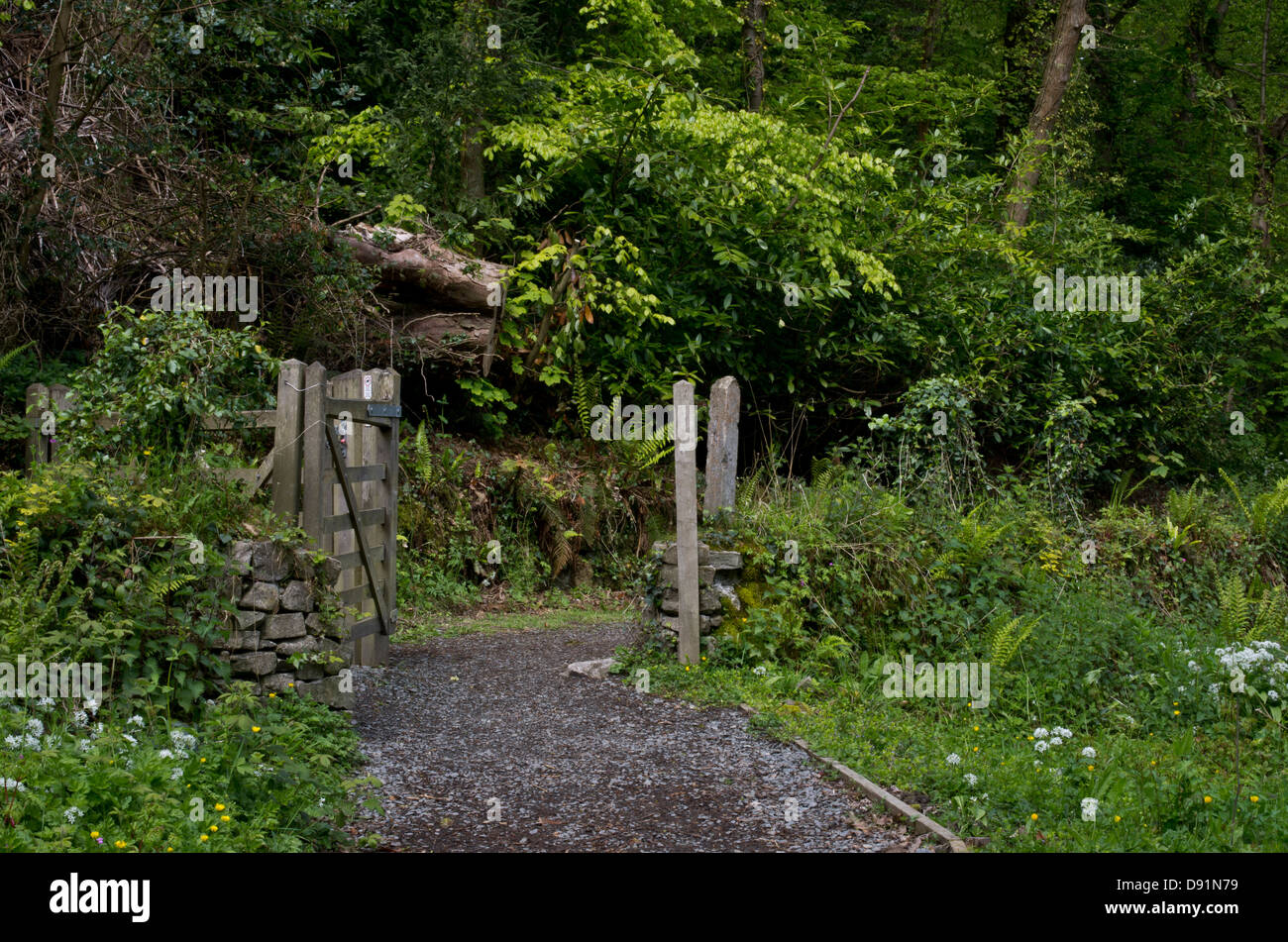 Un percorso attraverso il bosco a Aberlleiniog, Anglesey, portando ad un restaurato castello normanno Foto Stock