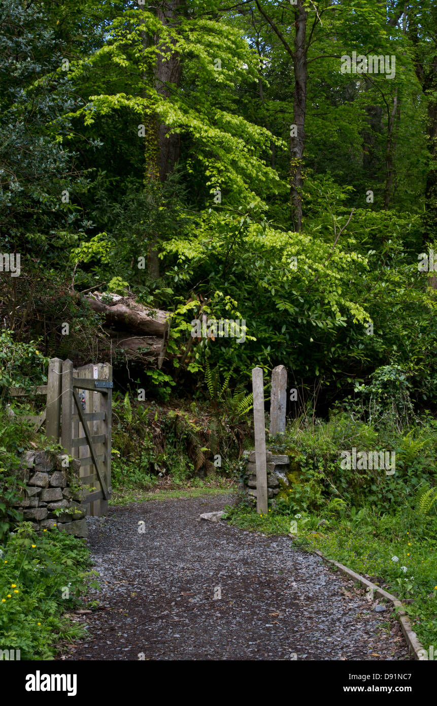 Un percorso attraverso il bosco a Aberlleiniog, Anglesey, che conduce a un castello restaurato risalente ad epoca normanna. Foto Stock