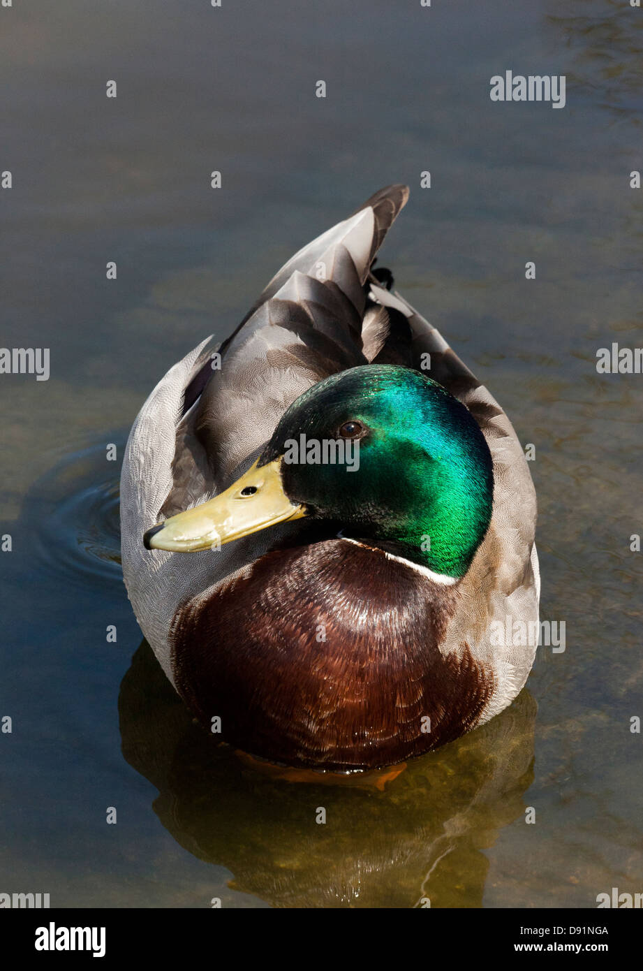 Mallard Duck Anas platyrhynchos Foto Stock