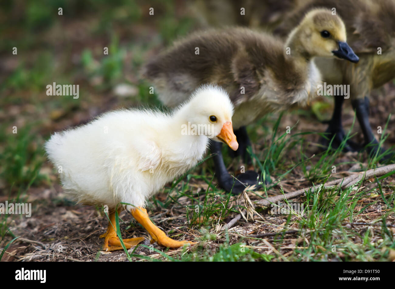 Goose goslings camminare sull'erba e in cerca di cibo Foto Stock