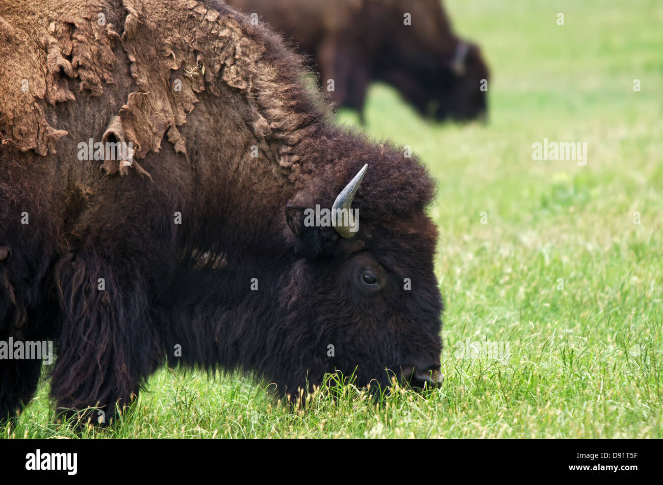 Primo piano di bisonti americani di pascolare su prato Foto Stock Primo piano di bisonti americani di pascolare su prato Foto Stock