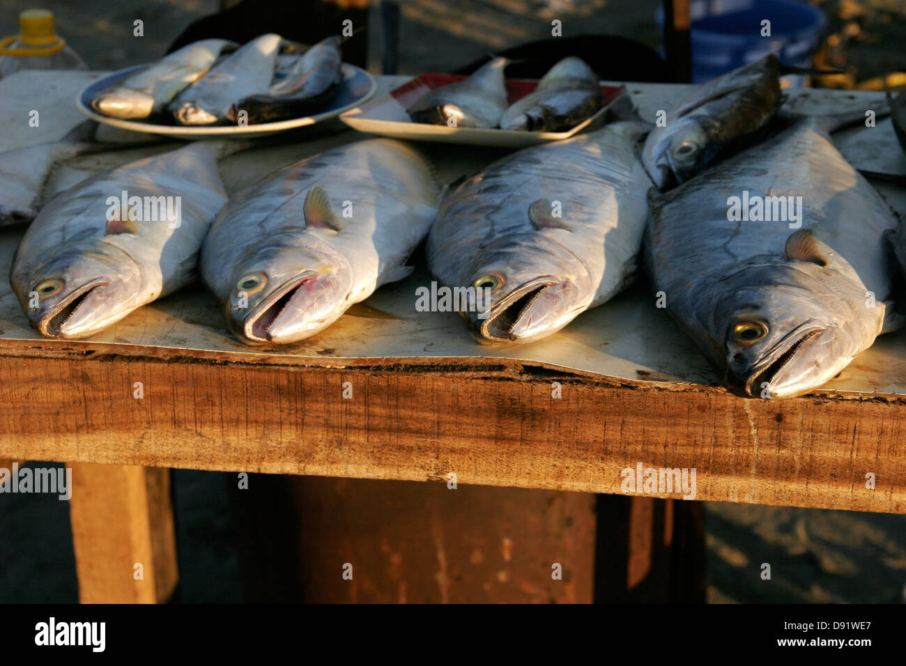 Pesce di mare appena pescato in vendita, Saint Martin Island, Bangladesh Asia Foto Stock