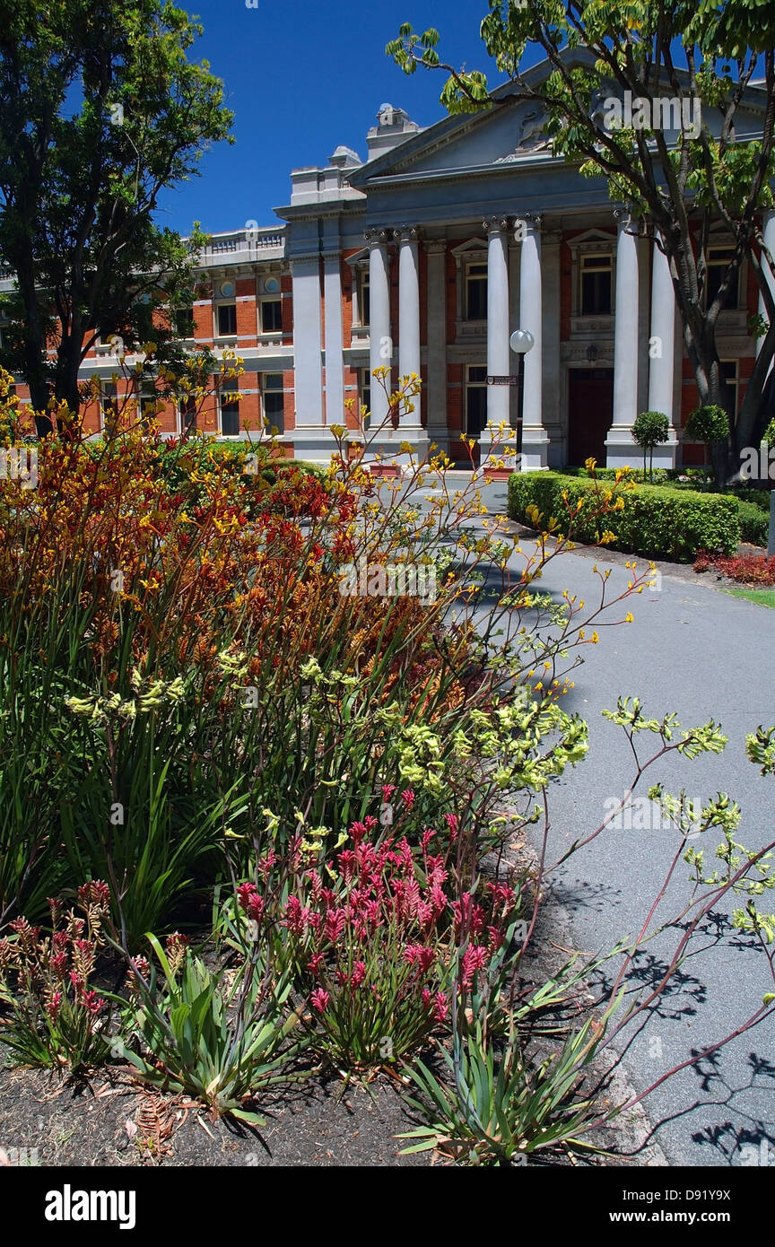La Corte suprema del Western Australia con specie endemiche kangaroo paw fiori che sbocciano in giardini esterni, Perth, Western Australia Foto Stock