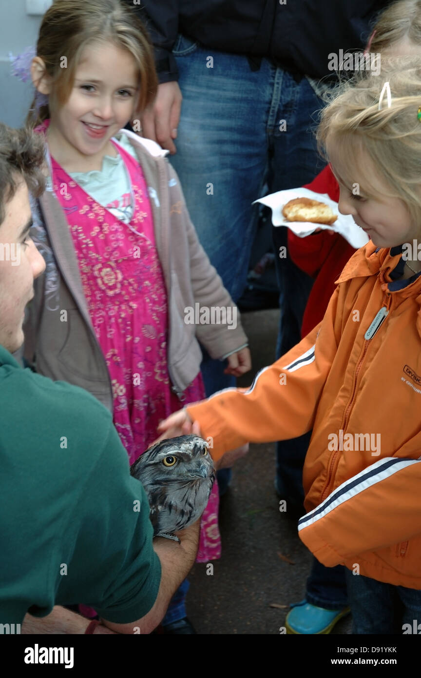 Bruno frogmouth civetta (Podargus strigoides) incontro con i bambini a Kanyana Wildlife Centro di riabilitazione, Perth, Western Australia Foto Stock