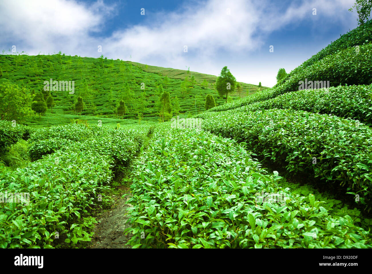 Il tè verde giardino con Sfondo nuvola Foto Stock