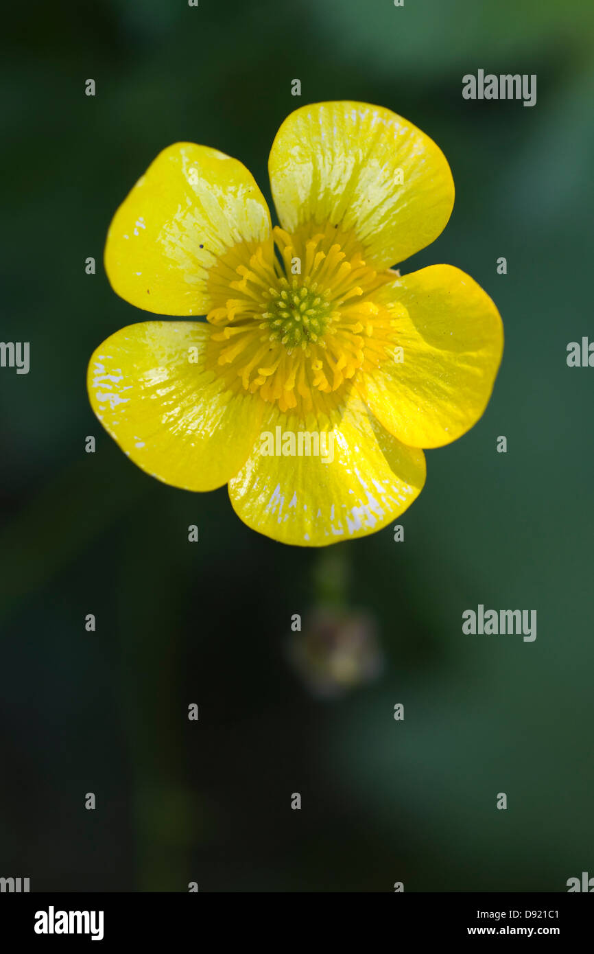 Close up di un singolo ranuncolo Ranunculus repens Ranuncolo strisciante in un prato Foto Stock