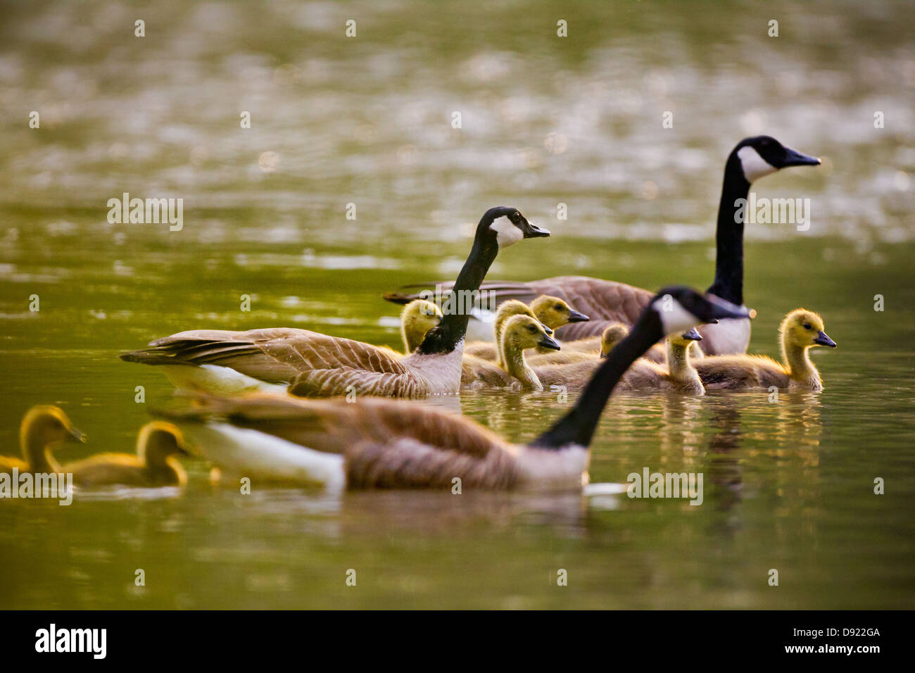 Oche canadesi sull'acqua Foto Stock