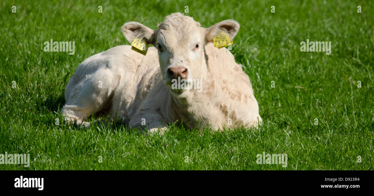 Vacche olandese nella campagna Olandese Foto Stock