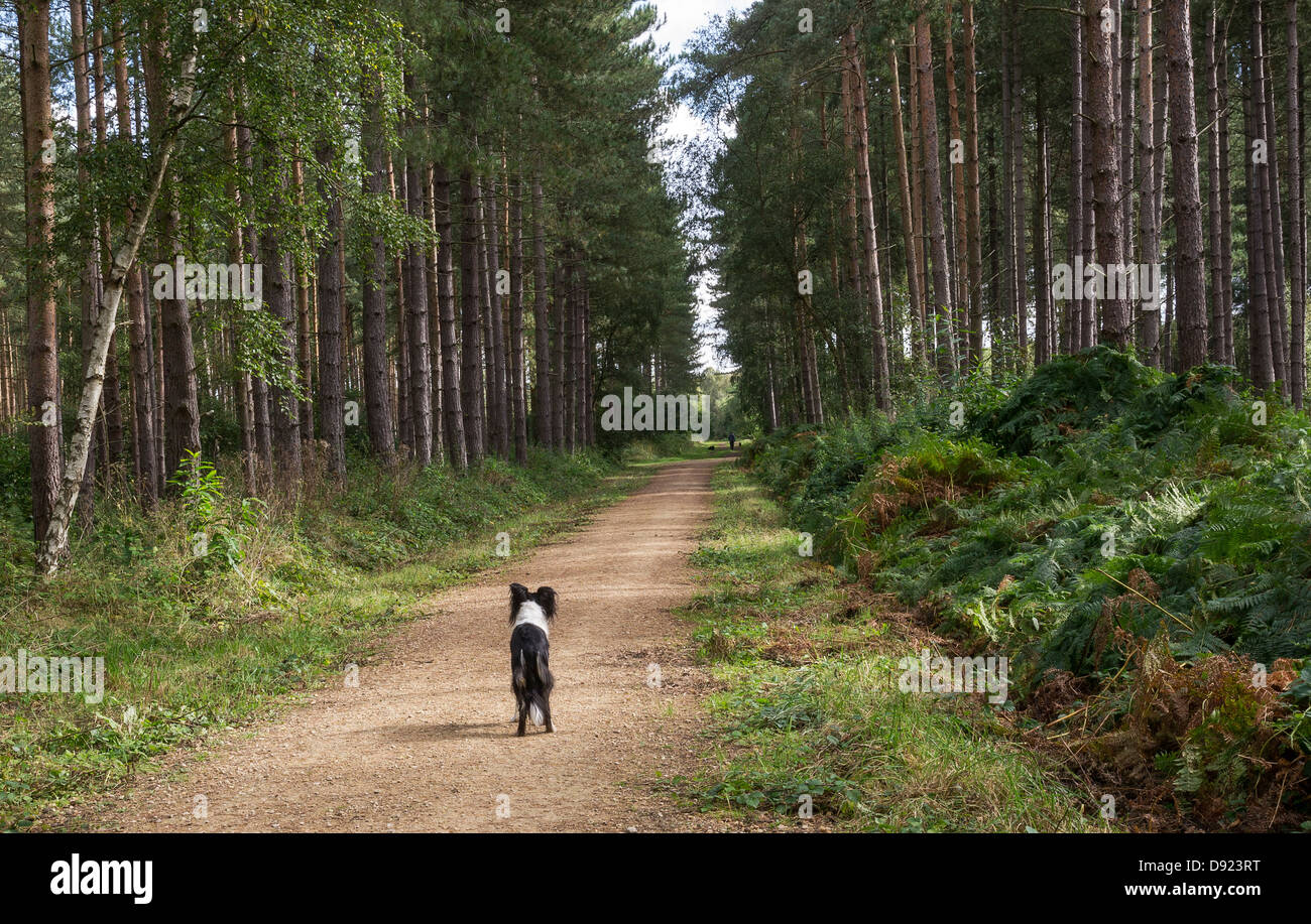 Border Collie guardando verso il basso una via attraverso la zona di foresta di Clumber Park, Nottinghamshire. Foto Stock