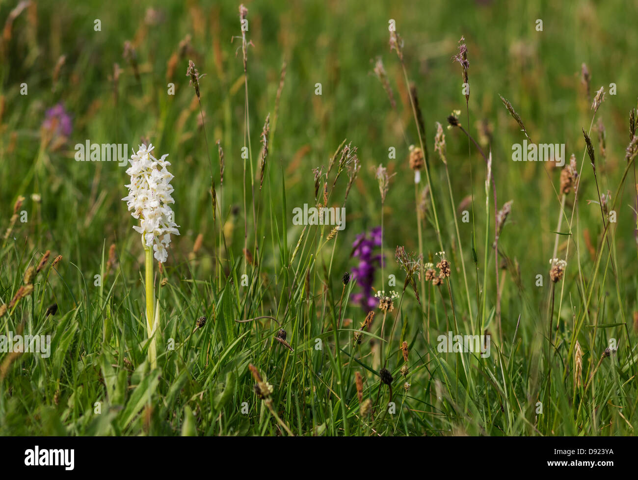 Una rara varietà bianca di inizio di orchidea viola (Orchis mascula). Visto qui tra i suoi più convenzionalmente compagni colorati. Foto Stock