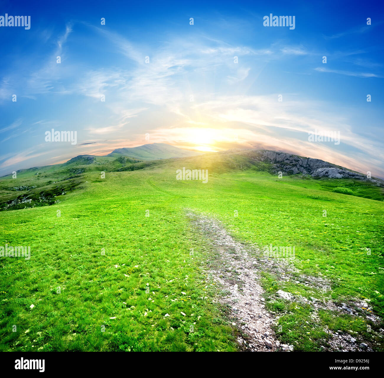 Campo di erba fresca su uno sfondo di cielo blu Foto Stock